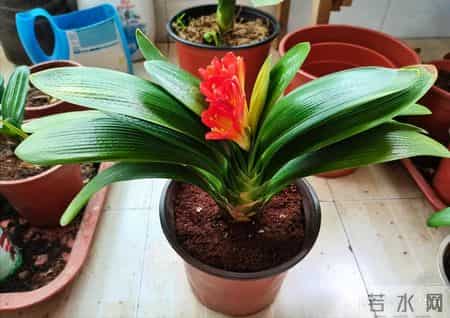 别错过2月这个关键期,君子兰一挪窝,长势和开花都会明显不一样