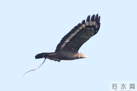 1只都不能抓！海南男子用笼子抓57只，连皮带肉放冰箱