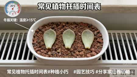 一张表搞定全年扦插！再也不怕养啥死啥