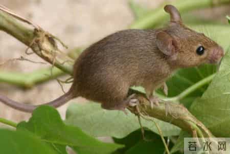 1只都不能抓！海南男子用笼子抓57只，连皮带肉放冰箱