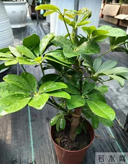 鸭掌木用深盆还是浅盆？按株型选，养根不烂叶！