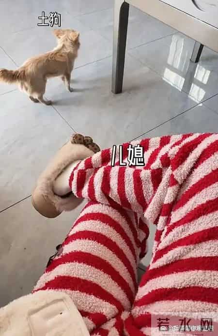 江苏婆婆精致得不像已婚！儿媳羡慕：公公比老公有实力