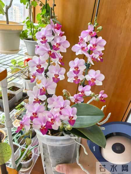 女子养6年的蝴蝶兰，爆花成树兰，网友：牛人养牛花，又被种草了