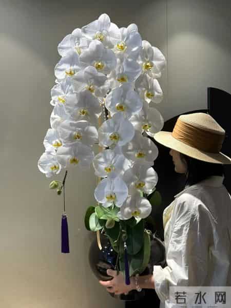 男子晒“公司乔迁的蝴蝶兰”,网友:想哭,上班如上坟具象化了~