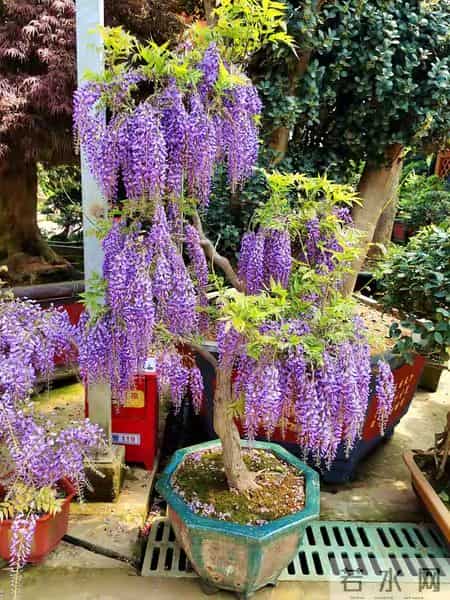 6种长寿花，建议养一盆，养成老桩价值高，开花更有“好兆头”