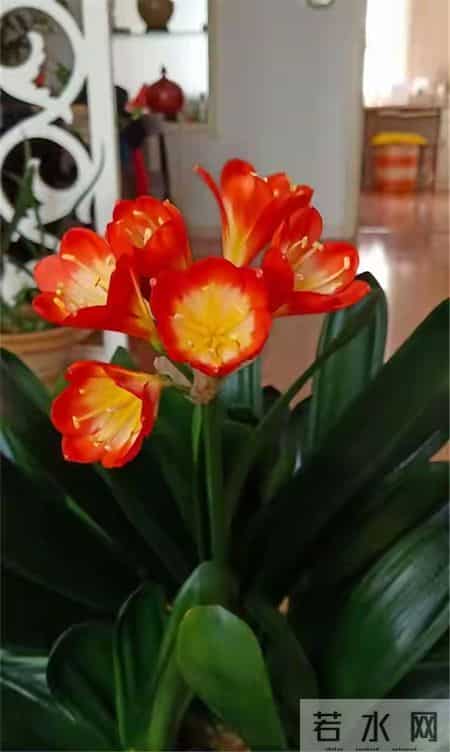 6种长寿花，建议养一盆，养成老桩价值高，开花更有“好兆头”