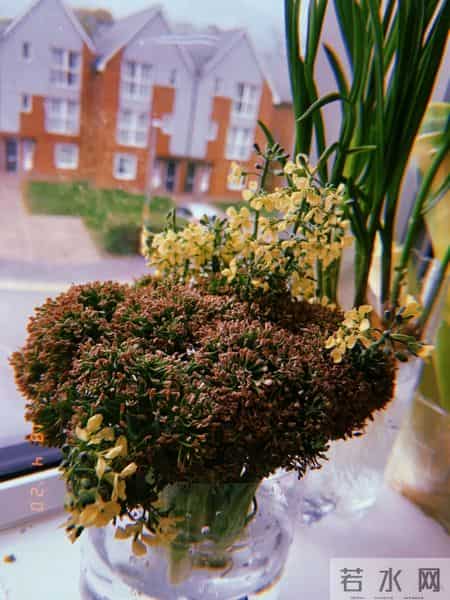 浙江一女子因“水培西兰花”走红,引80万人围观,网友:咋养的~