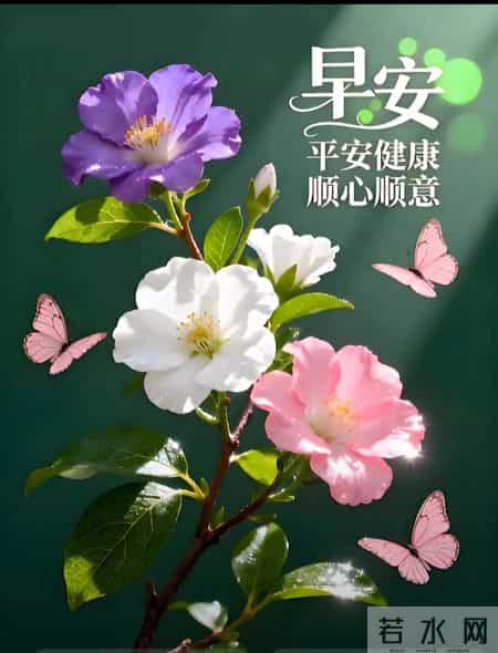 早安 ~ 今日的美好已装满：一缕阳光，一阵花香，满满好运。