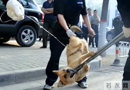 你的宠物狗，凭什么让他人付出代价？