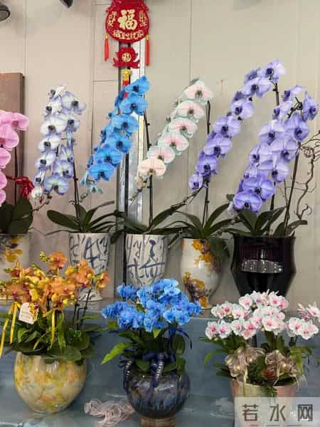 男子晒“公司乔迁的蝴蝶兰”,网友:想哭,上班如上坟具象化了~