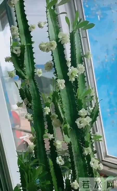 山东一大伯，“小盆”养10年的龙骨，已经长到房顶：太壮观了！