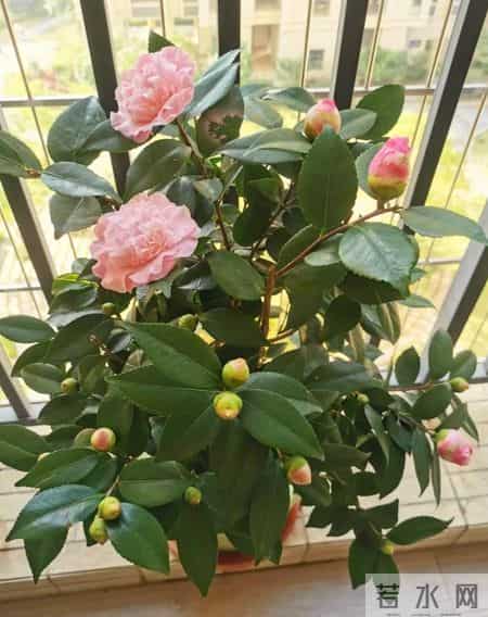 这6种花千万别乱换盆！一换就烂根死苗，养花人血的教训