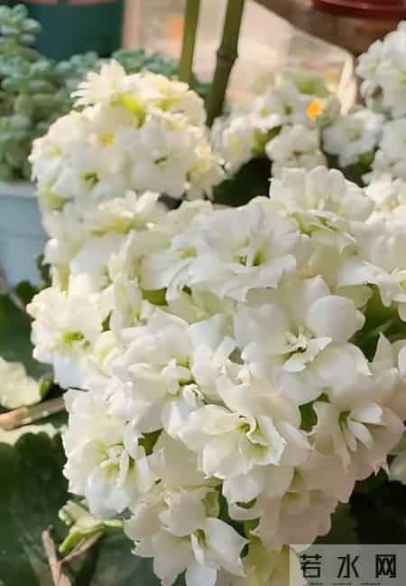 32个长寿花品种,全是当下流行的,品种控们的最爱