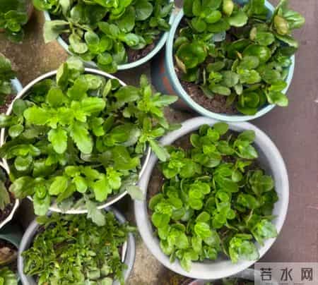 “死不了”的5种花,越冷越适合扦插,沾土就活,1个月开花