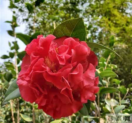 克瑞墨大牡丹火了，都说它耐寒又耐热，可真有那么神？