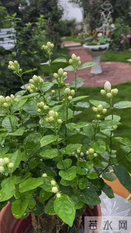 春节前后茉莉养护：四招助其蓄力待春发