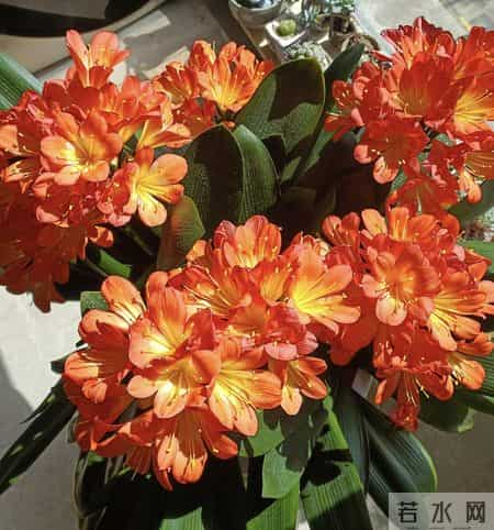 养花10年，我发现这9种花是最适合室内养的