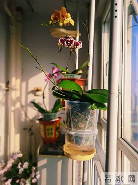 河北一兰花爱好者用暴晒法竟然养出了一人高的爆花爆根蝴蝶兰