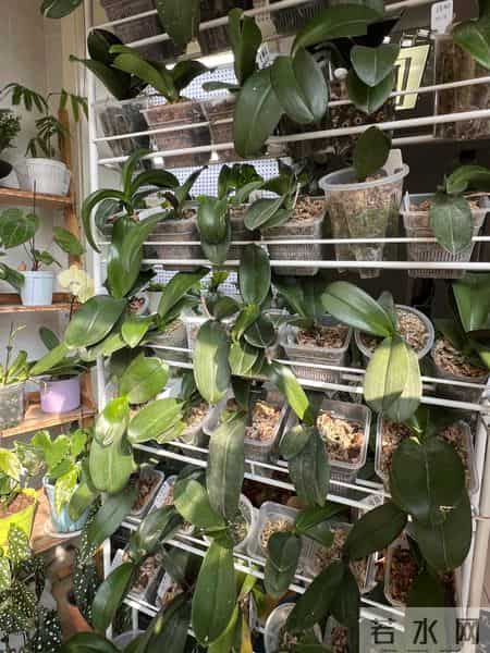 女子养6年的蝴蝶兰，爆花成树兰，网友：牛人养牛花，又被种草了