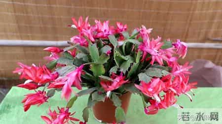 蟹爪兰冒花苞后，4件事别碰！碰一个掉一茬，牢记才能花满枝！