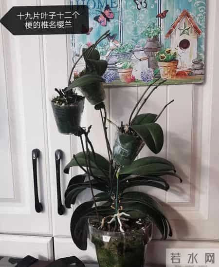 北京女子把蝴蝶兰养成“大花树”！19片叶12根花梗，好夸张！