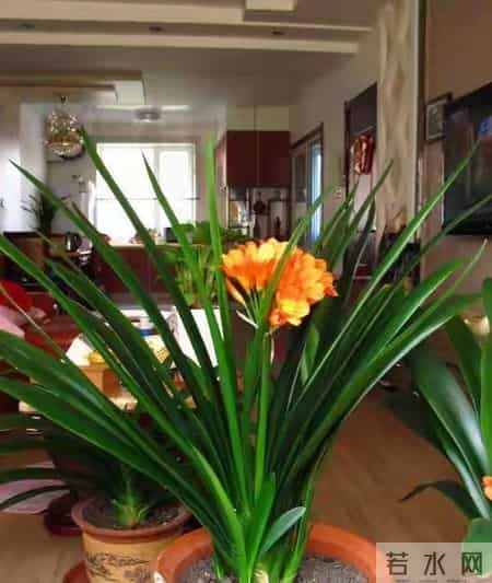 6种长寿花，建议养一盆，养成老桩价值高，开花更有“好兆头”