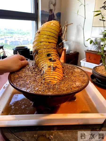 女子晒老公养的花,贵还难看,一言难尽咋劝退,网友:其实不丑