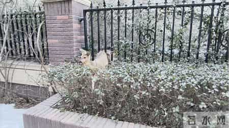 门头沟一只狍子卡在小区护栏间，救援还真有技术含量！