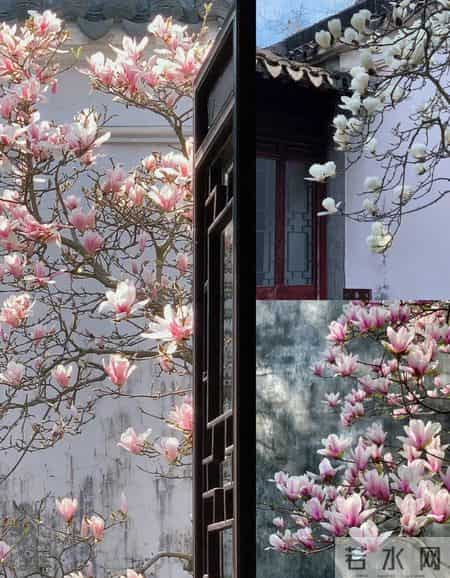 院子里缺棵镇宅树？这几种快种上，招财又旺运！