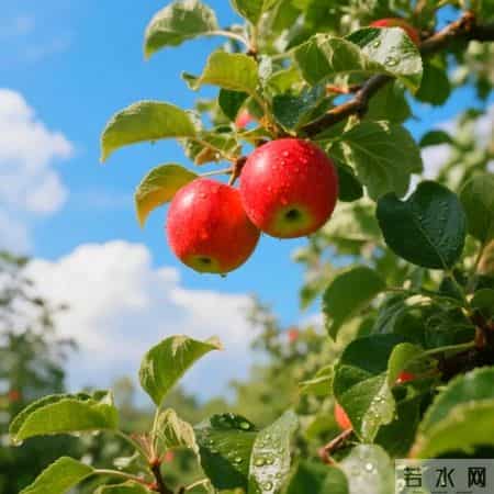 平平安安的微信头像