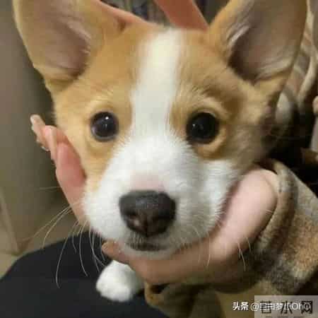 又懒又傲慢，还没啥本事的星座男