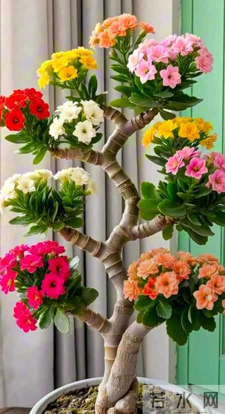 长寿花还能这么玩？河南一男子的“新式养法”火遍全网，太会了！