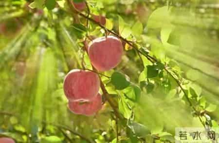 煮苹果水加这2样，娃脾胃好睡得香，身高猛蹿