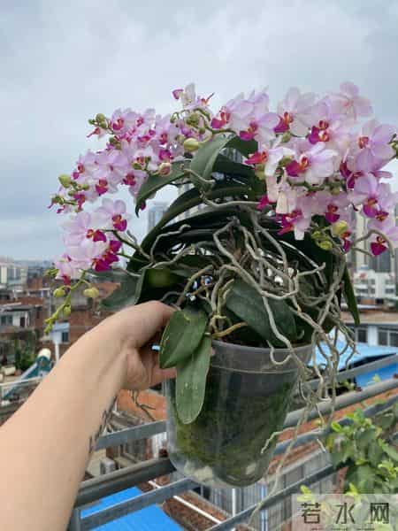 女子养6年的蝴蝶兰，爆花成树兰，网友：牛人养牛花，又被种草了