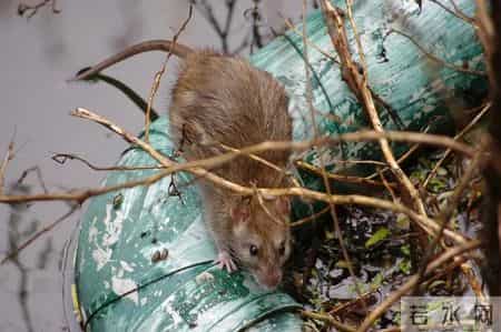 1只都不能抓！海南男子用笼子抓57只，连皮带肉放冰箱