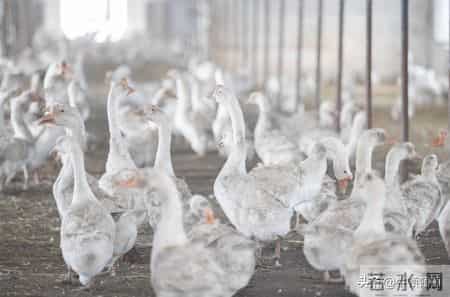 羽绒服300块？大牌有多暴利？