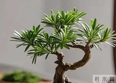 养罗汉松，避开3大误区！四季常绿不黄叶，株型越养越雅致！