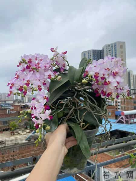 女子养6年的蝴蝶兰，爆花成树兰，网友：牛人养牛花，又被种草了