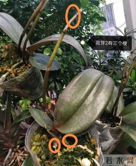 北京女子把蝴蝶兰养成“大花树”！19片叶12根花梗，好夸张！