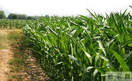 村里的孤僻者,韩卫星变态割蛋十年,最后一个受害者是发小,最惨