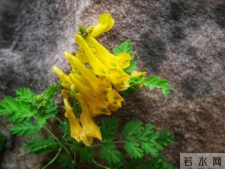 糖尿病人无论患病多久，一定要记住这3味药，用好了血糖越来越稳