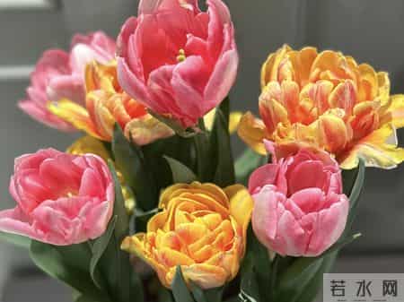 这就是大名鼎鼎的“世界花后”，六个国家尊它为国花，开花是真美