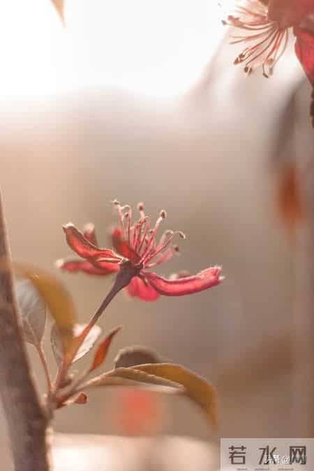 双子座2026:财婚双至,却逢“披麻星”——一场命运“喜丧”博弈