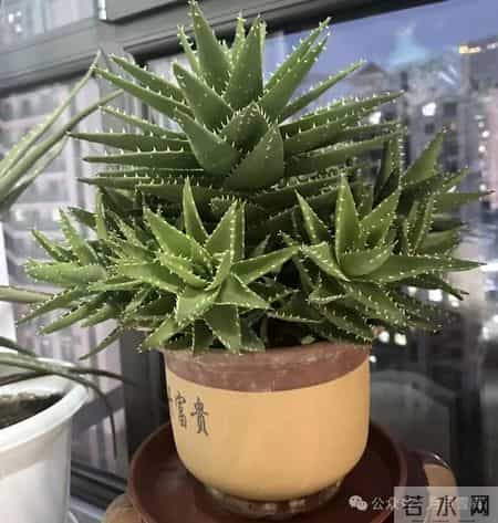 老中医最喜欢的4种花，“人养花，花旺人”越养身体越棒！