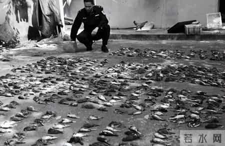 赔不起就种树! 2019年江苏男子河边诱捕2万多只, 判赔600万无力支付