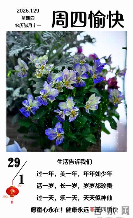 2026年1月29日周四早上好早上好图片最新今天 温馨淡雅的早安图片