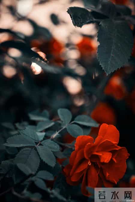 搞定一个女人最快的方式，不是天天联系，而是用好“黑暗效应”，很准