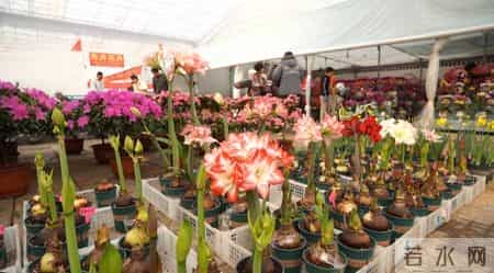 潍坊青州：“懒人花卉”受年轻人青睐 走俏年宵花市场