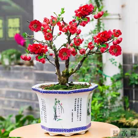 6种长寿花，建议养一盆，养成老桩价值高，开花更有“好兆头”