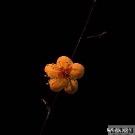 男人最放不下的情人